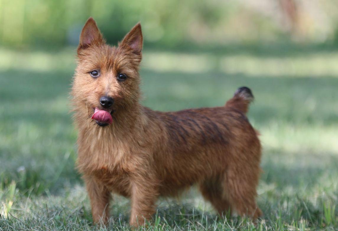 Буль араб: арабская борзая