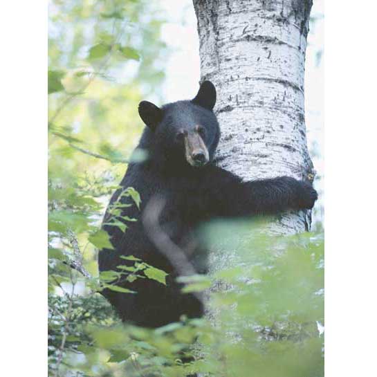 Чёрный медведь на дереве Барибал на стволе толстого дерева