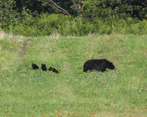 Самка и медвежата питаются Самка с медвежатами на опушке леса