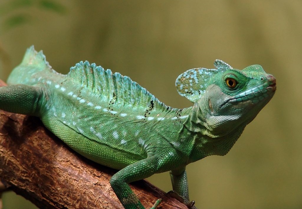 Василиск базилиск