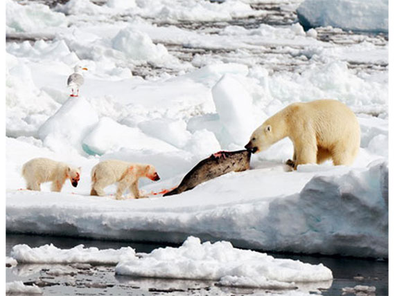 Белые медведи поедает лахтака