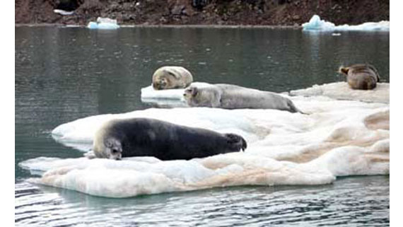 Лежбище морских заяцев