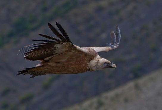 Почему белоголовый сип в Красной книге