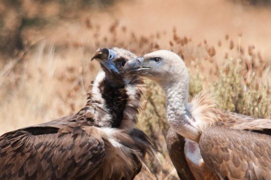Размножение белоголового сипа