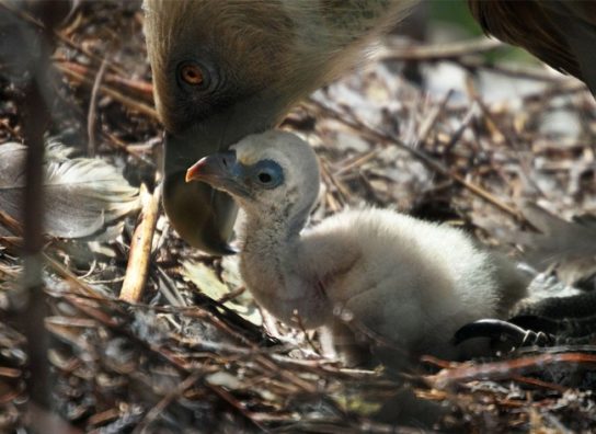 Детеныш белоголового сипа