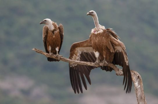 Самец и самка белоголового сипа
