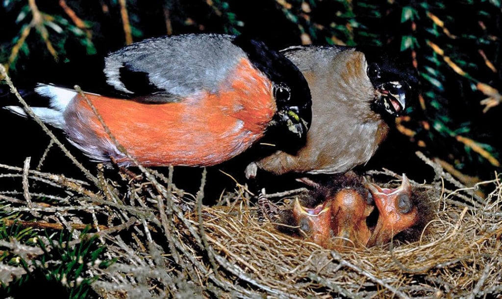 Куда улетает летом жить снегирь, где можно встретить зимой перелетных птиц
