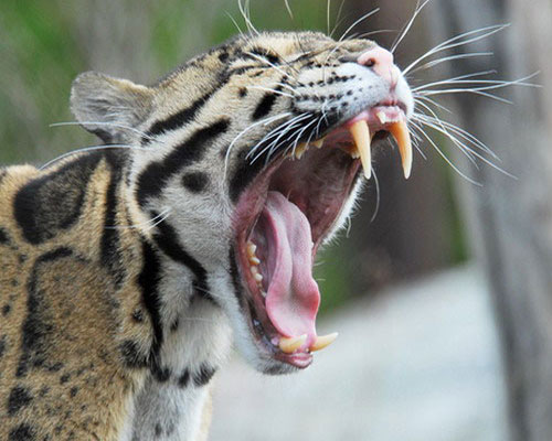 Пасть дымчатого леопарда Пасть дымчатого леопарда