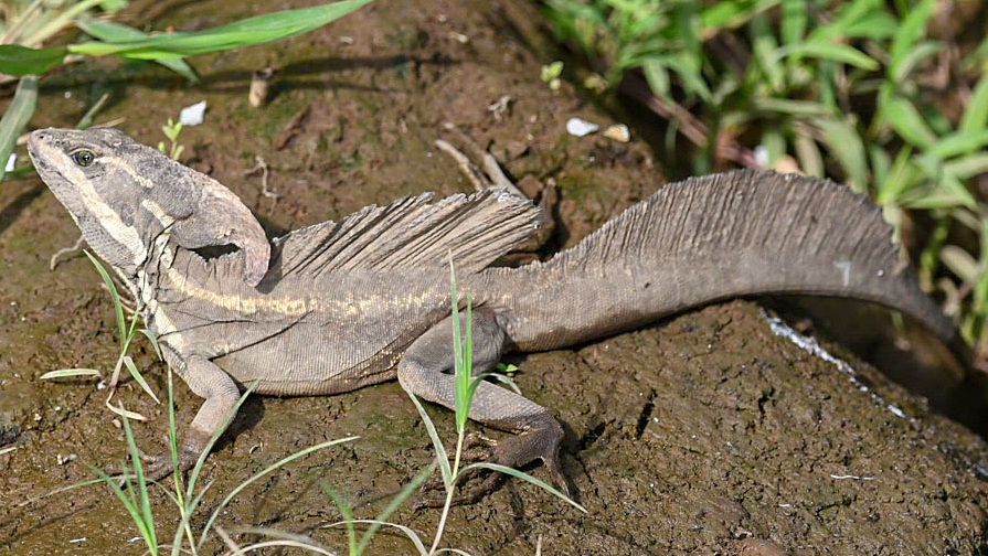 Василиск обыкновенный (Basiliscus basiliscus)