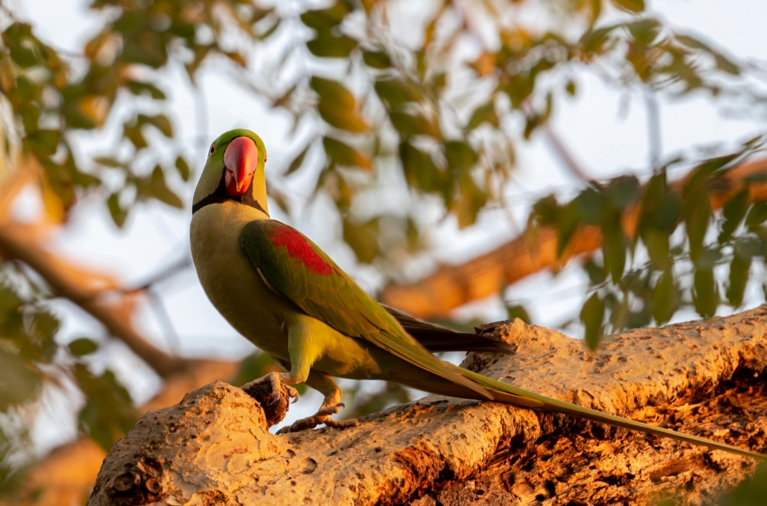 Фото попугая в природе