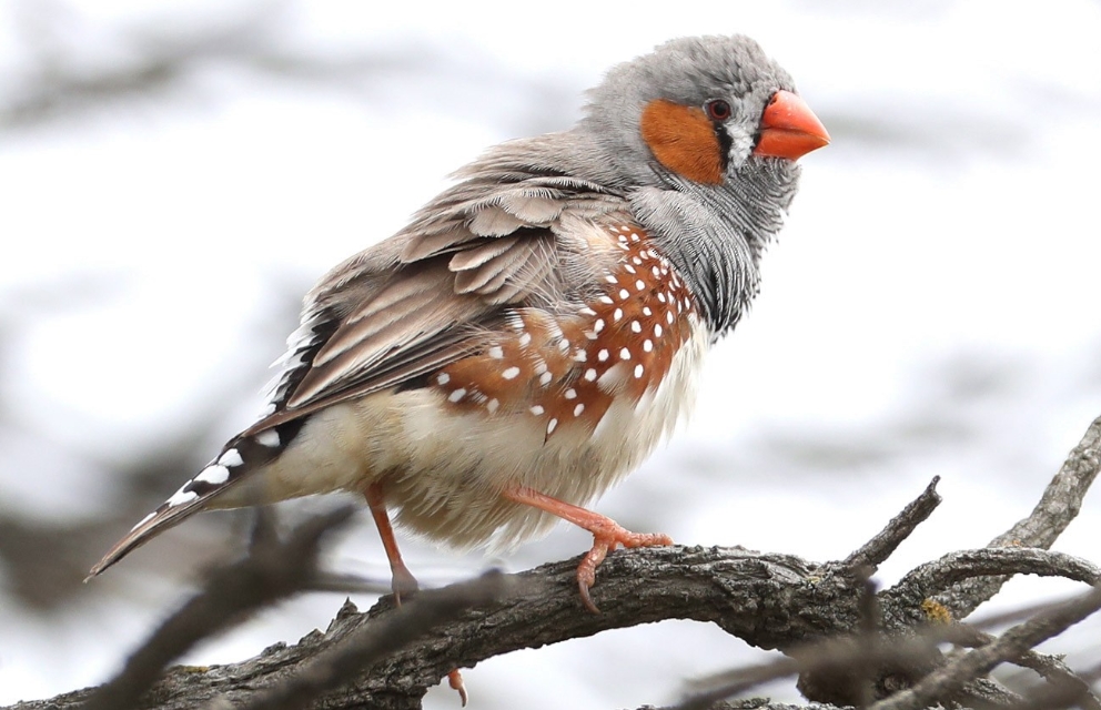 Фото попугая в природе