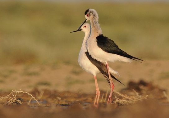 Факты о ходулочнике Особенености ходулочника