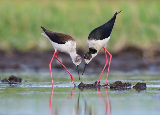 Ходулочник в Красной книге Почему ходулочник занесен в Красную кингу