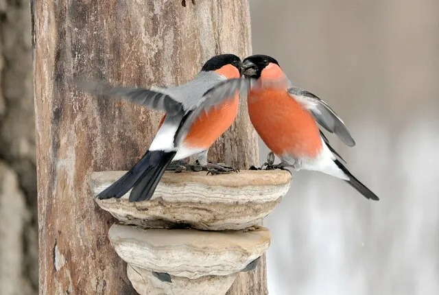 Куда улетает летом жить снегирь, где можно встретить зимой перелетных птиц