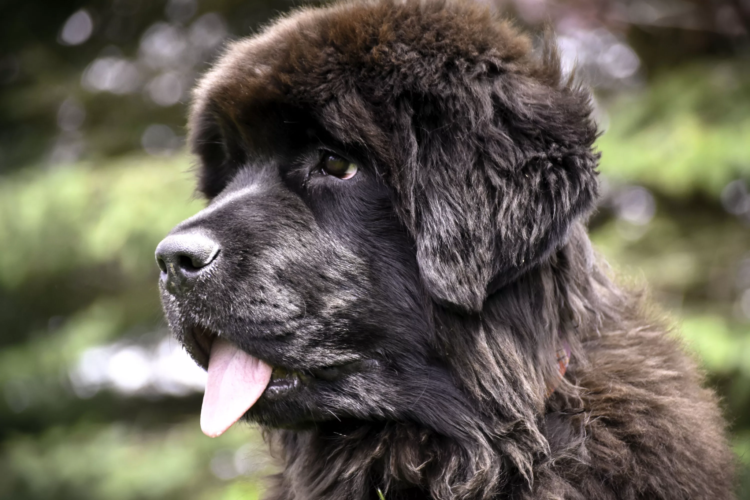 Важно кормить вашего ньюфаундленда только качественными кормами