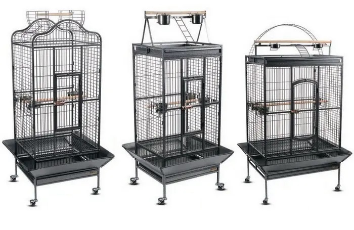 Александрийский попугай: описание, виды, содержание и уход