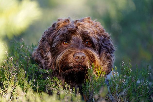 Буль араб: арабская борзая