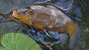 Ловля линя осенью в сентябре, октябре, ноябре на поплавочную удочку, фидер, донку - на что клюет, наживки, насадки
