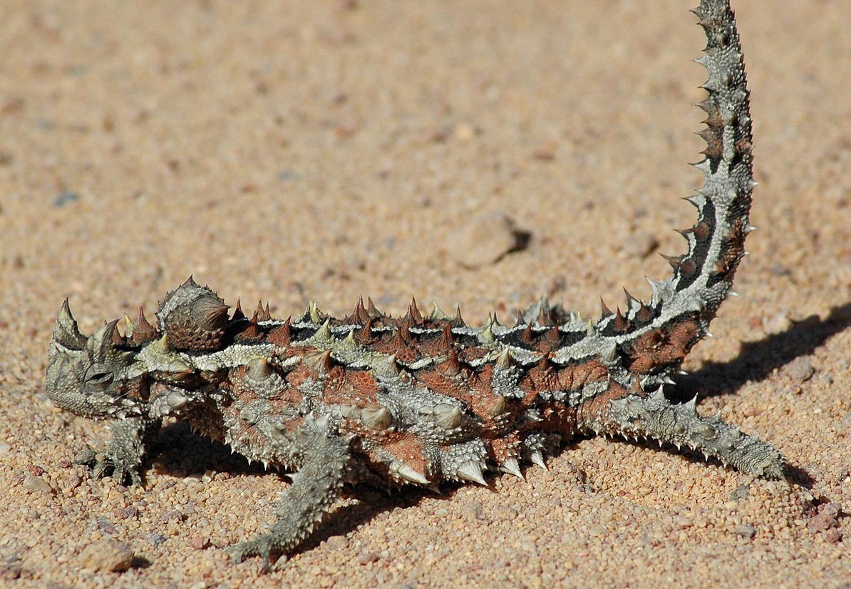Moloch Horridus