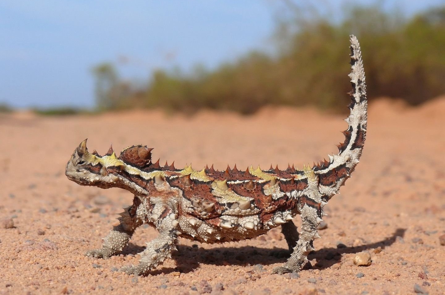 Молох ящерица