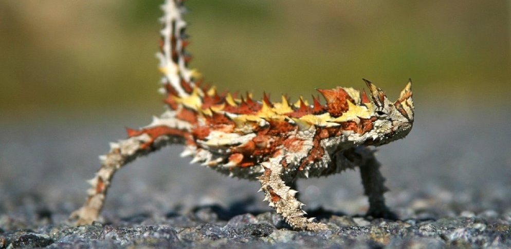 Ящерица молох – загадка австралийских пустынь