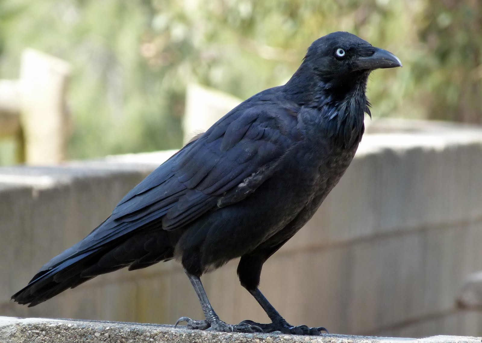 Сколько живет ворон обыкновенный: чем питается и как выглядит