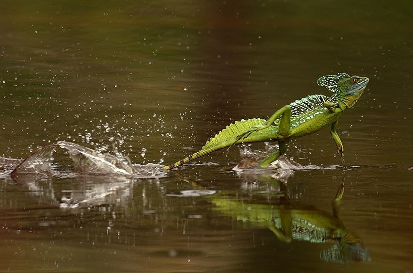 По поверхности воды василиск может пробежать до 400 метров