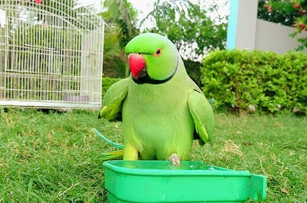 Александрийский попугай: описание, виды, содержание и уход