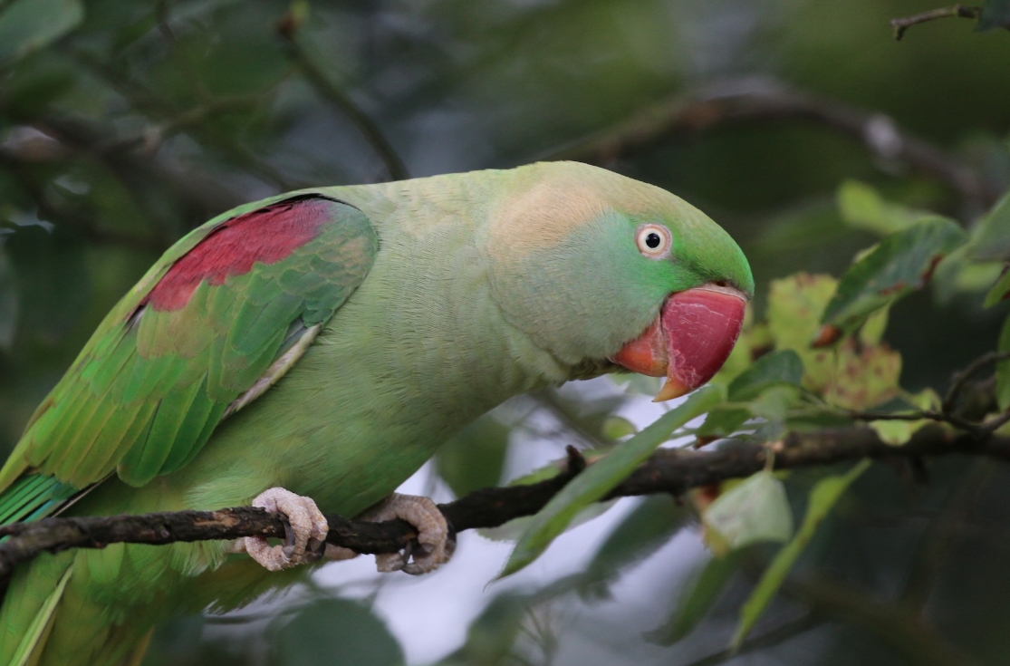 Александрийский попугай: описание, виды, содержание и уход