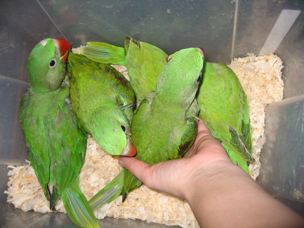 Птенцы, 3 месяца