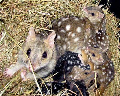 Самка с детёнышами