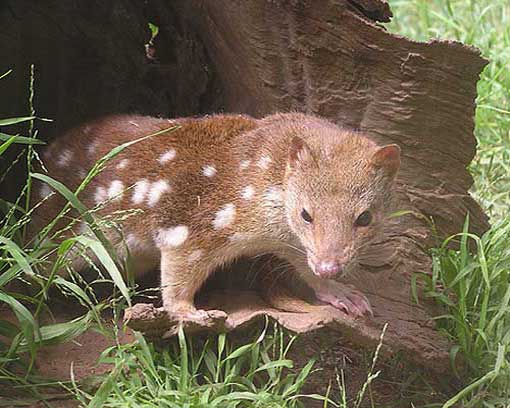 Пятнистая сумчатая куница вылезает из логова
