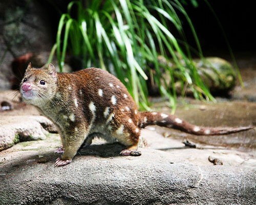 Пятнистая сумчатая куница на камне