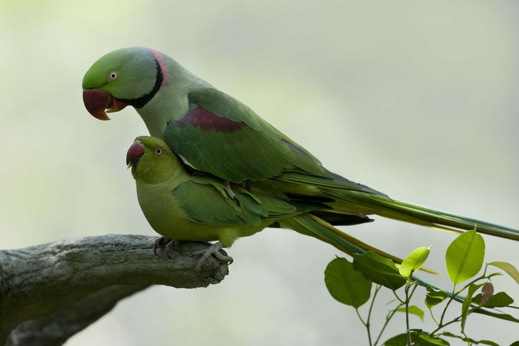 Размножение попугаев