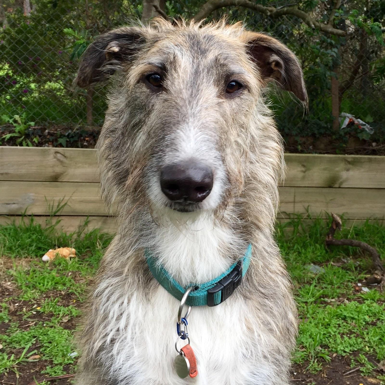 Буль араб: арабская борзая