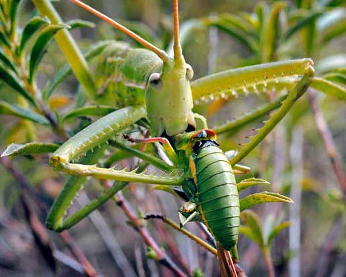 Питание Дыбка степная поймала добычу