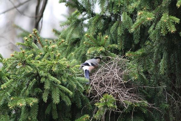 Куда улетает летом жить снегирь, где можно встретить зимой перелетных птиц