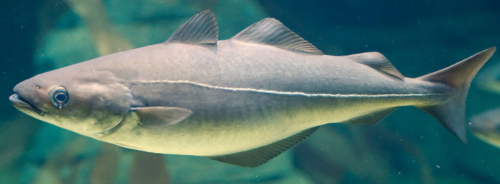 Минтая рыбы