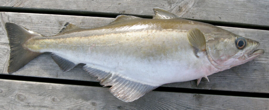 Минтая рыбы