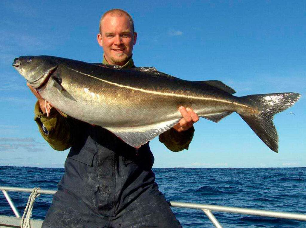 Минтая рыбы