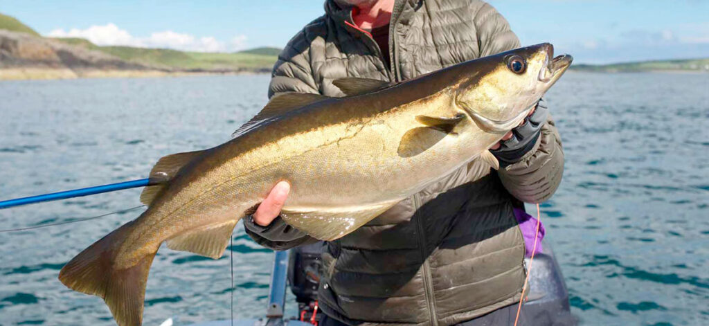 Минтая рыбы