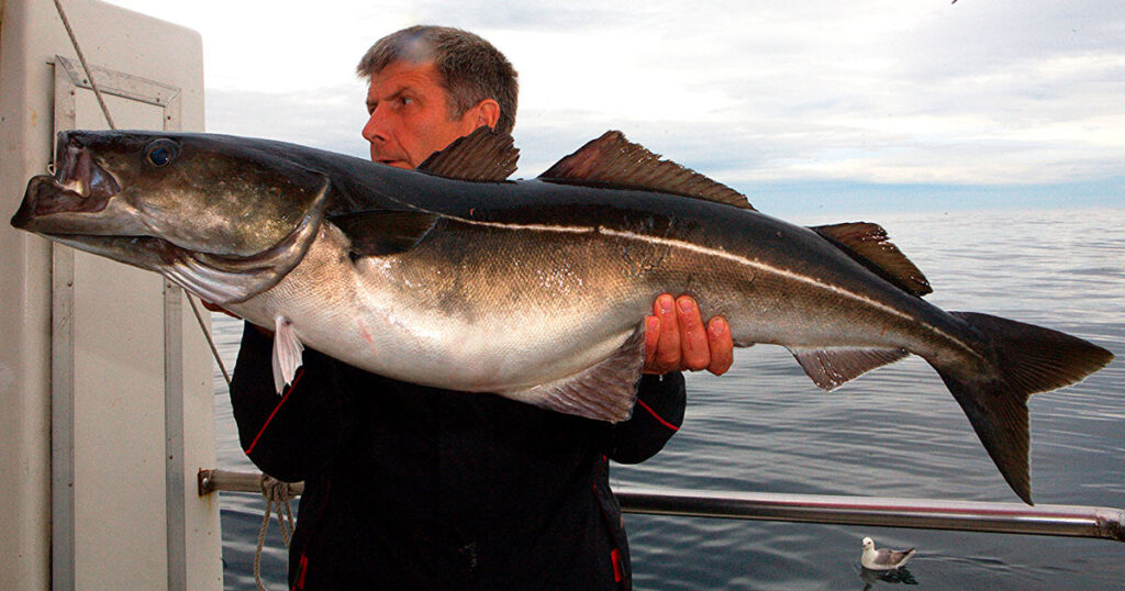 Минтая рыбы