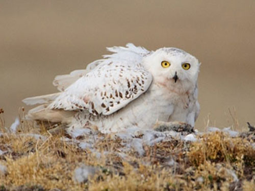 Снежная сова вылупляет детенышей
