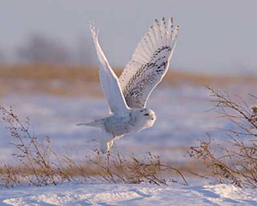 Сова летит над снегом