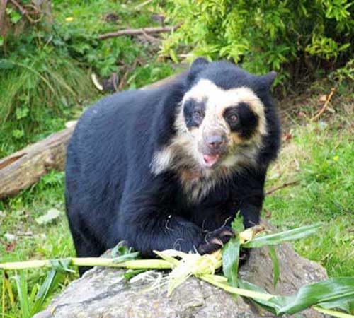 Очковый медведь в лесу Очковый медведь в лесу возле камня