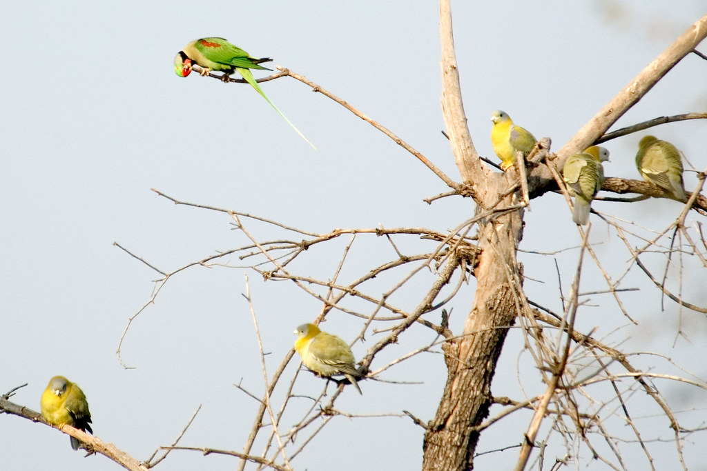Стая попугаев на дереве