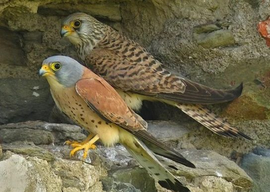 Самец и самка сапсана