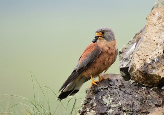 Чем питается сапсан