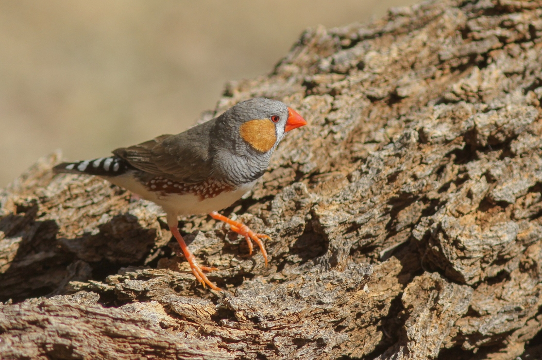 Тениопигия гуттата кастанотис