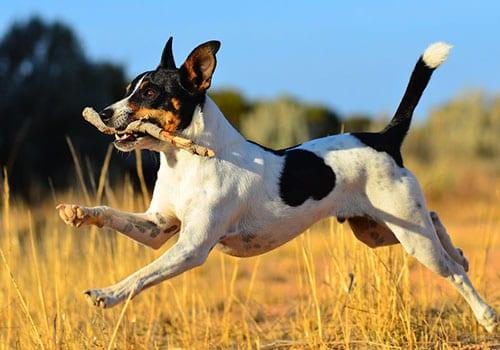 Буль араб: арабская борзая